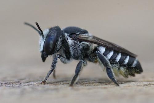 Réf. 270 189 : Megachile sp.